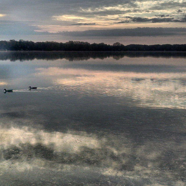
  
  Mallards on the water
  
