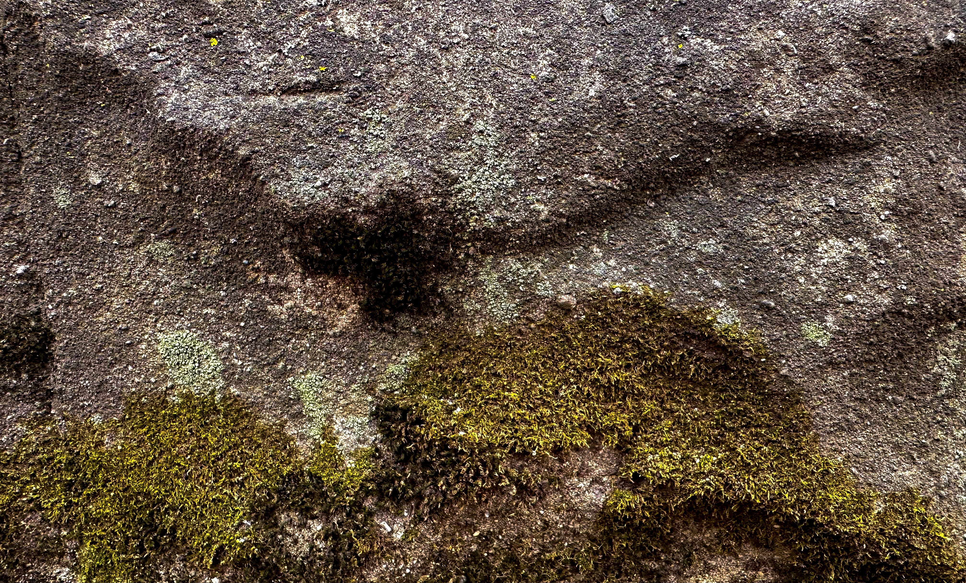 
  
  Lichen growing on the side of an old horse barn
  
