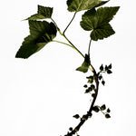
  
  Dark silhouette of a raspberry leaf branch with leaves on a white background
  
