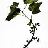 
  
  Dark silhouette of a raspberry leaf branch with leaves on a white background
  
