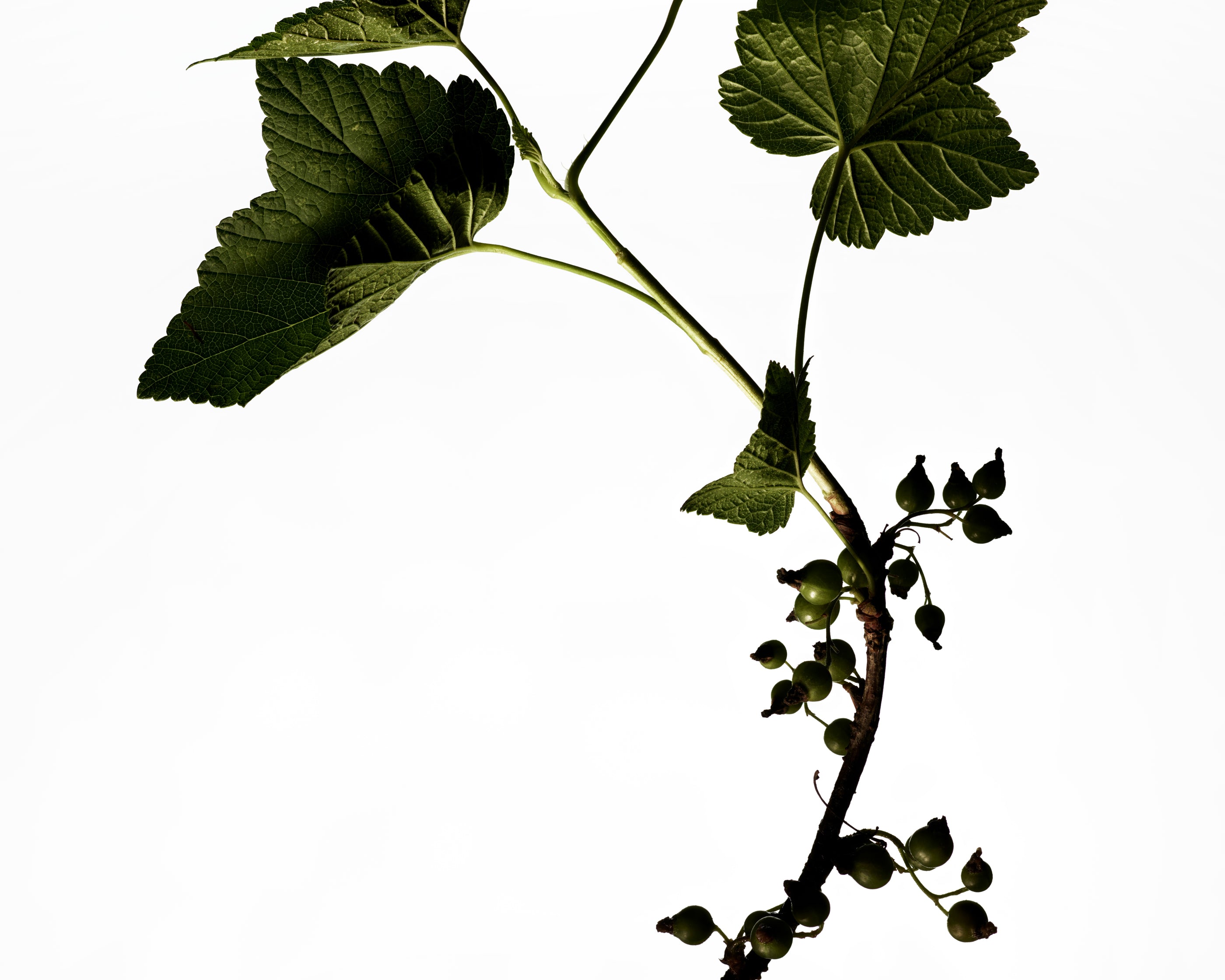 
  
  Dark silhouette of a raspberry leaf branch with leaves on a white background
  
